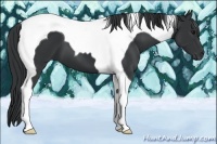Horse Color:Black Tobiano 