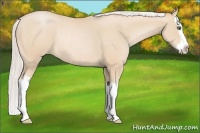 Horse Color:Silver Buckskin Pearl Splash Rabicano