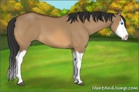Horse Color:Bay Dun Sabino Splash