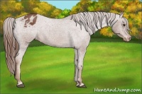 Horse Color:Red Roan Varnish 