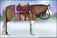 Horse Color:Buckskin Splash Rabicano