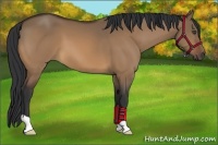 Horse Color:Bay Dun