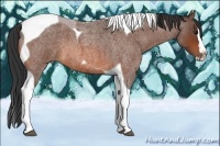 Horse Color:Bay Roan Splash Tobiano 
