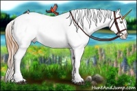 Horse Color:Bay Pearl Appaloosa 
