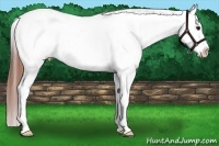 Horse Color:Brown Dun Splash Tobiano Near Leopard 