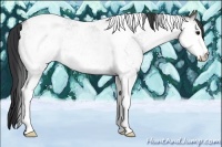 Horse Color:White Spotted Grullo Roan Tobiano