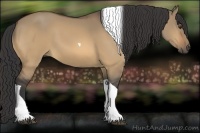 Horse Color:Buckskin Dun Tobiano