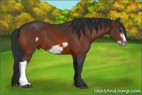 Horse Color:Bay Frame 