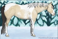 Horse Color:White Spotted Classic Champagne Dun Splash Tobiano 