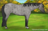 Horse Color:Grullo Roan 