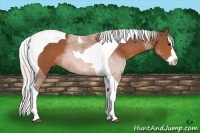 Horse Color:Silver Bay Sabino Splash Tobiano