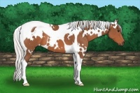 Horse Color:White Spotted Silver Bay Tobiano