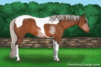 Horse Color:Silver Bay Tobiano