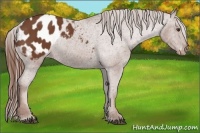Horse Color:Chestnut Appaloosa