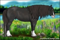 Horse Color:Liver Chestnut Splash 