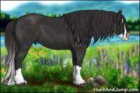 Horse Color:Liver Chestnut Splash 