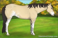 Horse Color:Amber Champagne Dun Sabino