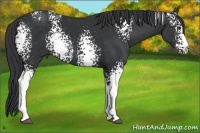 Horse Color:White Spotted Black 