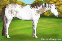Horse Color:White Spotted Classic Champagne 
