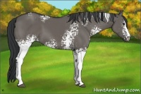 Horse Color:White Spotted Grullo Sabino