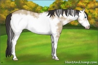 Horse Color:White Spotted Classic Champagne Dun Frame
