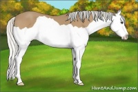 Horse Color:Silver Buckskin Splash