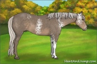 Horse Color:White Spotted Silver Smoky Black Rabicano