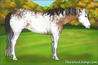 Horse Color:White Spotted Buckskin Sabino 