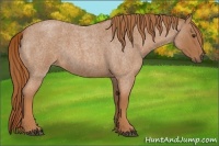 Horse Color:Red Roan
