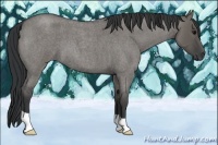 Horse Color:Grullo Roan 