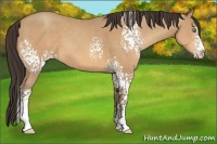 Horse Color:White Spotted Amber Champagne Splash 