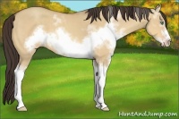Horse Color:White Spotted Amber Champagne Dun Frame