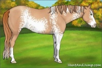 Horse Color:White Spotted Gold Champagne Splash 