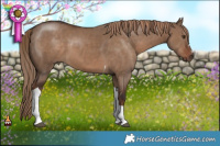 Horse Color:Liver Red Dun Tobiano 