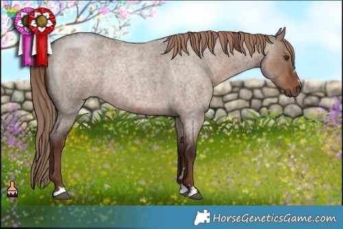 Horse Color:Liver Red Dun Roan 
