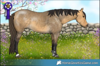 Horse Color:Buckskin Dun 
