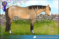 Horse Color:Buckskin Dun 