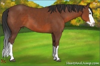 Horse Color:Bay Sabino Splash 