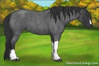 Horse Color:Blue Roan