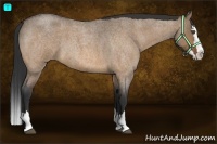 Horse Color:Bay Roan Dun Splash