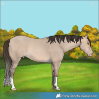 Horse Color:Amber Champagne Dun 