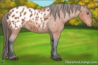 Horse Color:Bay Appaloosa
