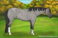 Horse Color:Unknown 
