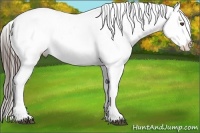 Horse Color:White Spotted Black Appaloosa 