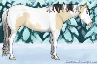 Horse Color:Amber Champagne Dun Sabino Splash Tobiano Rabicano 