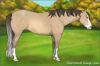 Horse Color:Amber Cream Champagne Splash 