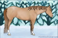 Horse Color:Bay Pearl 