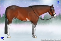 Horse Color:Bay Sabino 