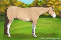 Horse Color:Amber Champagne Sabino