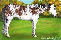Horse Color:White Spotted Bay Sabino Splash